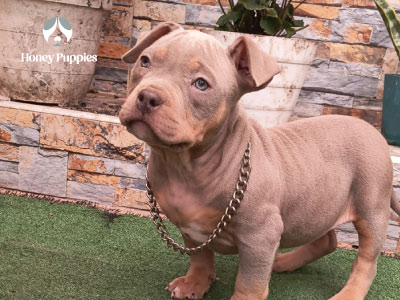 American Bully 