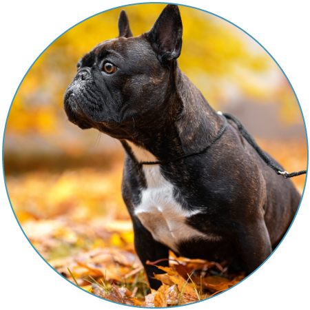 venta de Bulldog Frances cachorro