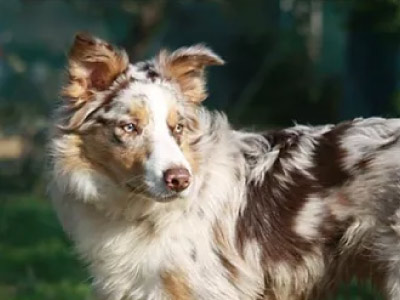 Border Collie Red Merle Tricolor