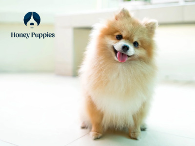 Pomerania 